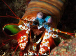 mantis shrimps by Afflitti Gianluca 
